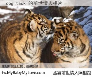 dog task 的前世情人