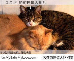 コスパ 的前世情人