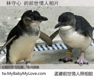 林守心 的前世情人
