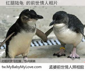 红腿陆龟 的前世情人