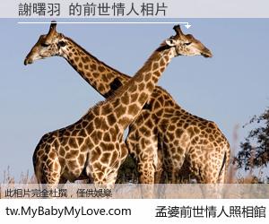 謝曙羽 的前世情人