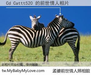 Cd Cattt520 的前世情人