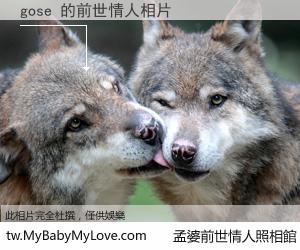 gose 的前世情人