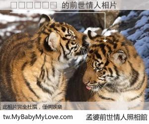 ������ 的前世情人