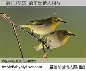 懑�胡楚 的前世情人