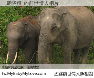 戴晓翔 的前世情人