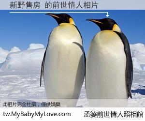 新野售房 的前世情人