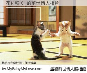 花に咲く 的前世情人