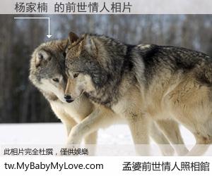 杨家楠 的前世情人