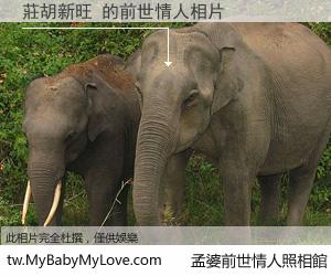 莊胡新旺 的前世情人