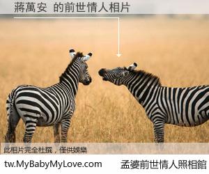 蔣萬安 的前世情人