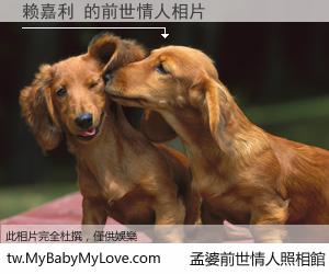 赖嘉利 的前世情人