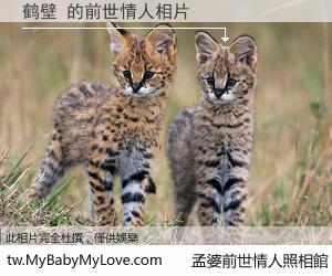 鹤壁 的前世情人