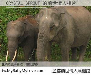 CRYSTAL SPROUT 的前世情人