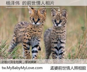 杨泽伟 的前世情人