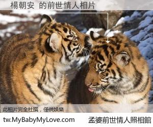 楊朝安 的前世情人