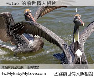 wutao 的前世情人