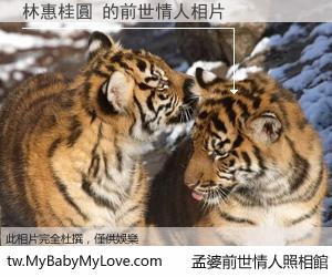 林惠桂圓 的前世情人