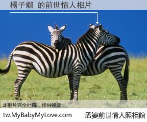 楊子嫺 的前世情人