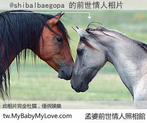 @shibalbaegopa 的前世情人