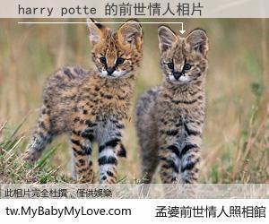 harry potte 的前世情人