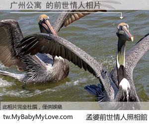 广州公寓 的前世情人