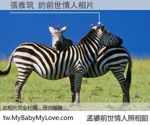 張雅筑 的前世情人