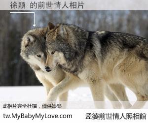 徐颖 的前世情人