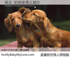 杨芷 的前世情人