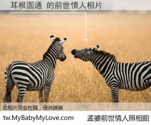 耳根圆通 的前世情人