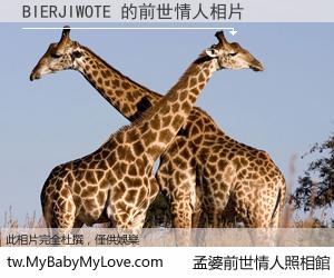 BIERJIWOTE 的前世情人