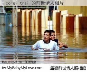corgi trai 的前世情人