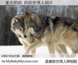 重庆鹦鹉 的前世情人