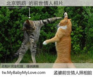 北京鹦鹉 的前世情人