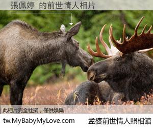 張佩婷 的前世情人