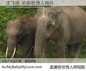 沈飞扬 的前世情人