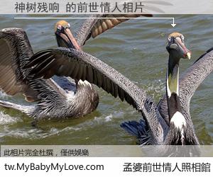 神树残响 的前世情人