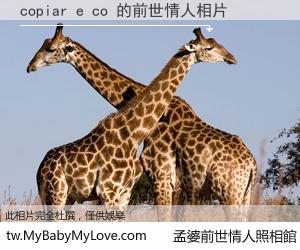 copiar e co 的前世情人