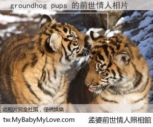 groundhog pups 的前世情人