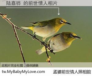 陆嘉骅 的前世情人