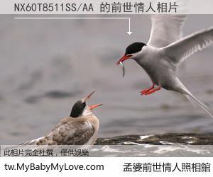 NX60T8511SS/AA 的前世情人