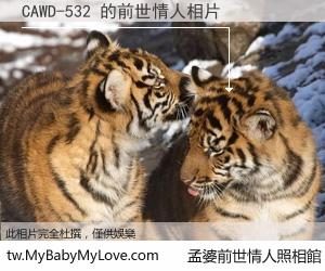 CAWD-532 的前世情人