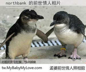 northbank 的前世情人