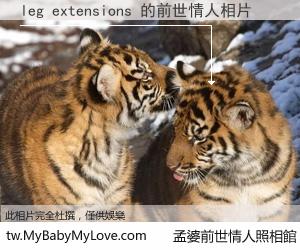 leg extensions 的前世情人