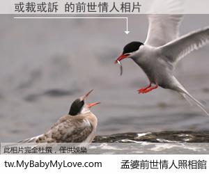 或裁或訴 的前世情人