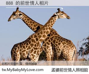 888 的前世情人
