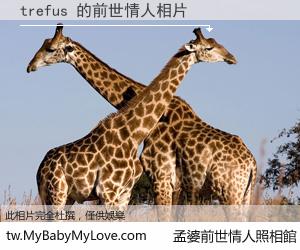 trefus 的前世情人