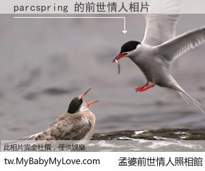 parcspring 的前世情人