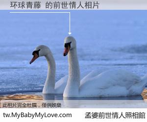 环球青藤 的前世情人