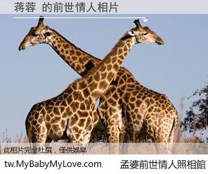 蒋蓉 的前世情人